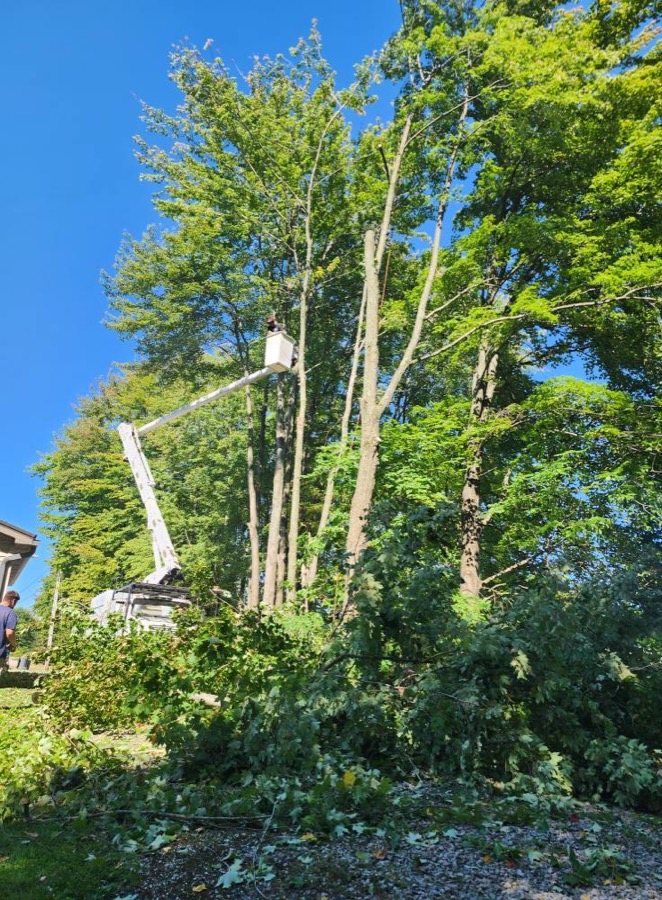 Big Dogz crew trimming a tree off a Howland house from the bucket truck, lowering limbs by rope.