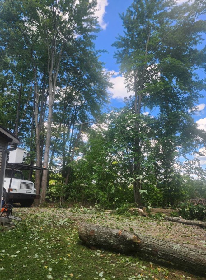 A storm-damaged, leaning tree on a rural Greene Township property before Big Dogz Tree Service removes it.