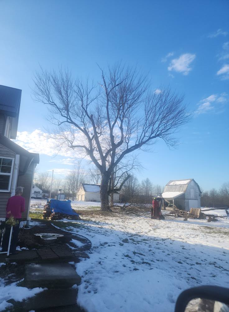 A large mature hardwood tree in a Northeast Ohio yard, the kind Big Dogz Tree Service inspects and cares for.